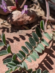 Astragalus subcinereus