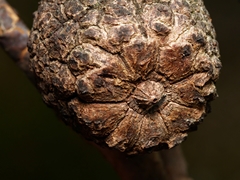 Apiomorpha strombylosa