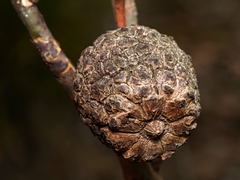 Apiomorpha strombylosa