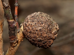 Apiomorpha strombylosa