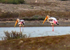 Mycteria leucocephala