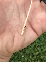 Conocybe apala albipes