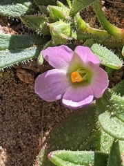 Calandrinia ciliata
