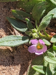 Calandrinia ciliata