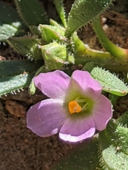 Calandrinia ciliata