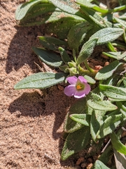 Calandrinia ciliata