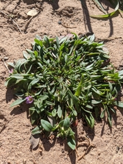 Calandrinia ciliata