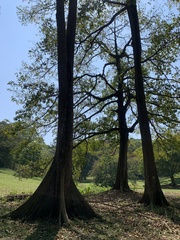 Terminalia calamansanai