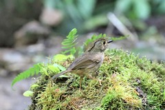 Schoeniparus brunneus