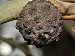 Apiomorpha strombylosa