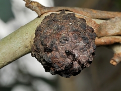 Apiomorpha strombylosa