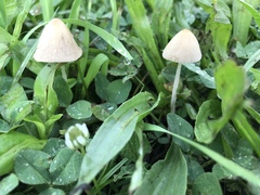 Conocybe apala albipes
