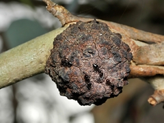 Apiomorpha strombylosa