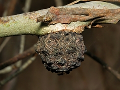 Apiomorpha strombylosa