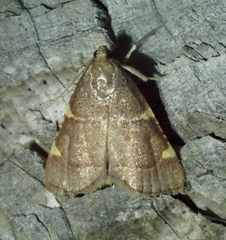 Hypsopygia binodulalis