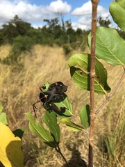 Petascelis remipes