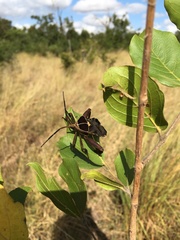 Petascelis remipes
