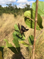 Petascelis remipes
