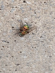 Chrysorutilia