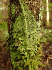 Psoromidium aleuroides