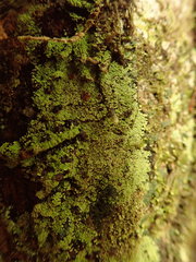 Psoromidium aleuroides