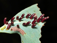 Apiomorpha strombylosa