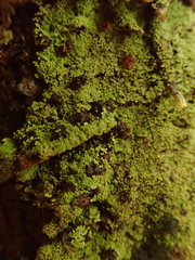 Psoromidium aleuroides