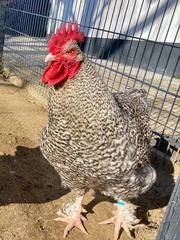 Gallus gallus domesticus