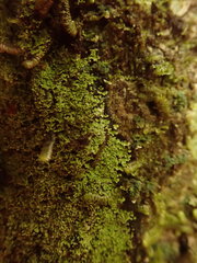 Psoromidium aleuroides