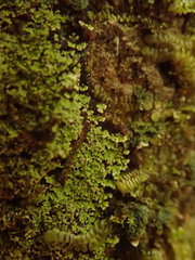 Psoromidium aleuroides