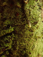 Psoromidium aleuroides