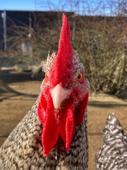 Gallus gallus domesticus