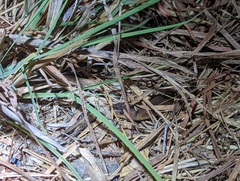 Cryptophis boschmai