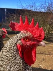 Gallus gallus domesticus