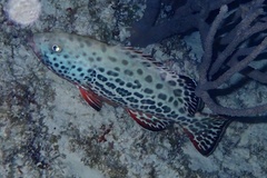 Mycteroperca venenosa