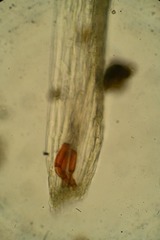 Leptobryum pyriforme
