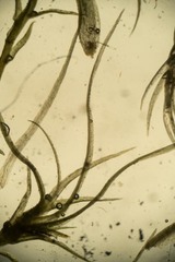 Leptobryum pyriforme