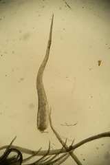 Leptobryum pyriforme