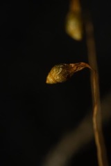 Leptobryum pyriforme