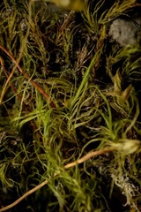 Leptobryum pyriforme