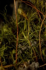 Leptobryum pyriforme