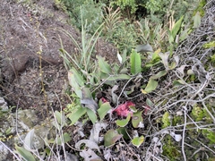 Pyrrosia lingua