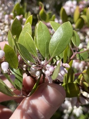 Arctostaphylos hookeri