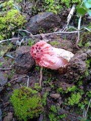 Colus hirudinosus
