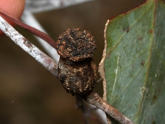 Apiomorpha urnalis
