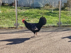 Gallus gallus domesticus