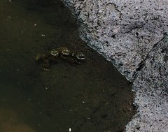 Lithobates tarahumarae
