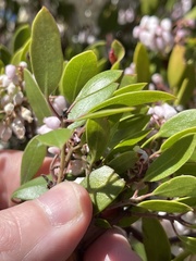Arctostaphylos hookeri