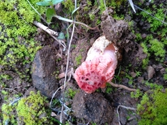 Colus hirudinosus