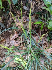 Carex sociata